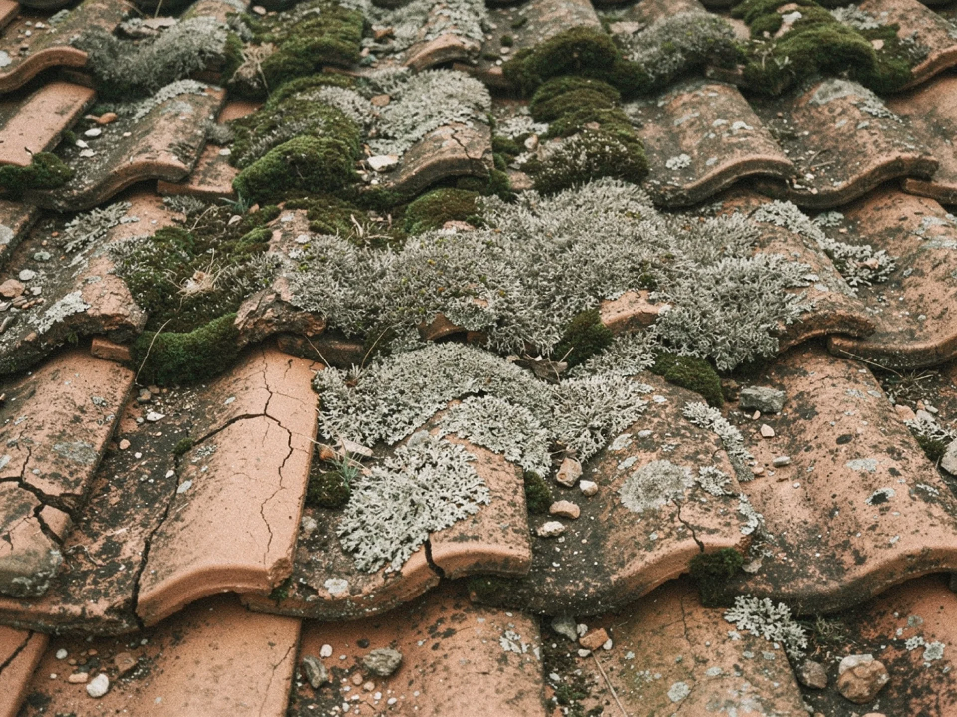 Toiture tuile canal couverte de mousse avant démoussage